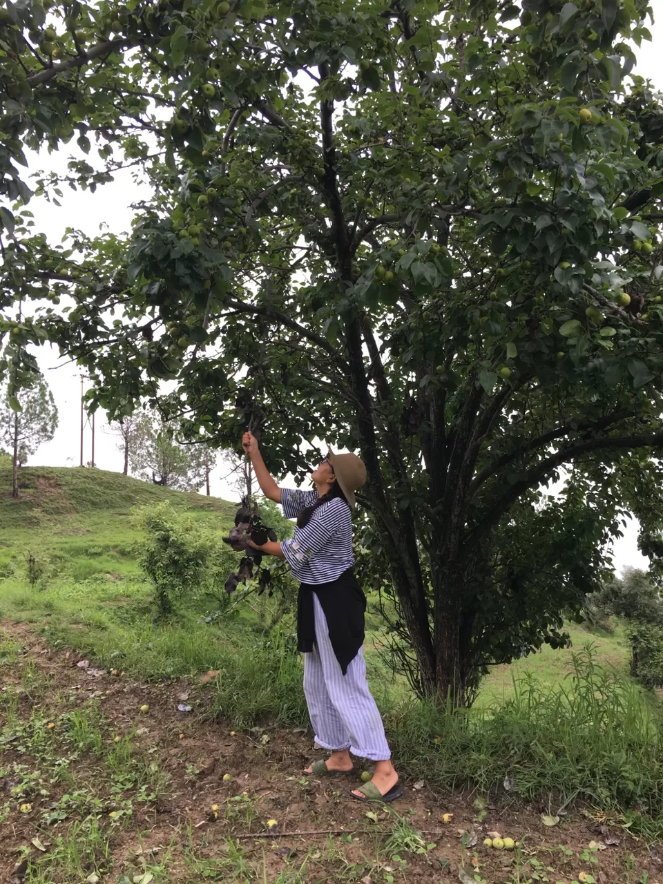 Photo of Exploring Dhampur (UP) and Almora( UK) by Urgan spaldon