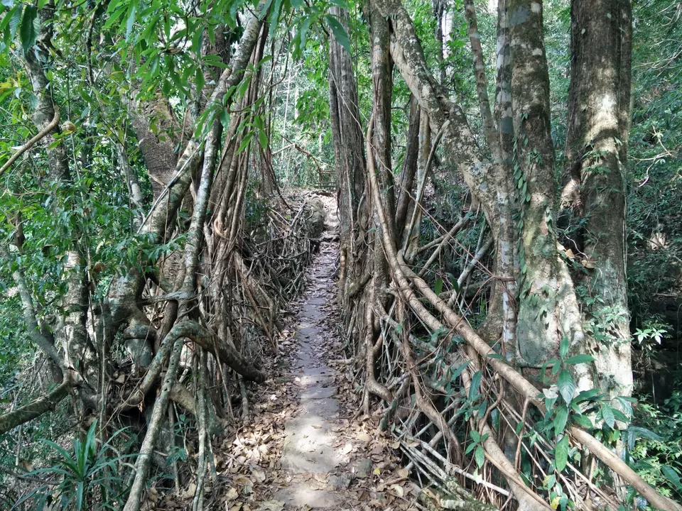 Photo of Mawlynnong, Meghalaya, India by Kunal