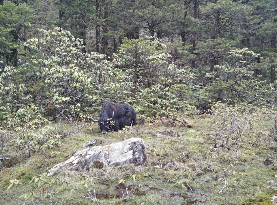Photo of A Week in Tawang by Kunal