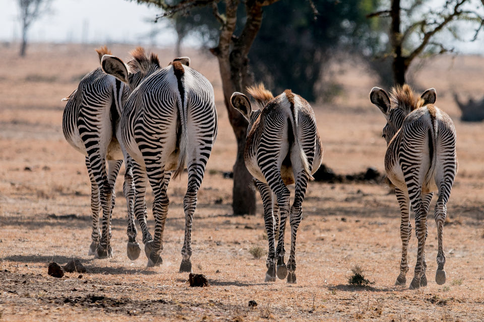 Photo of 11 Days Kenya Private Safari – Lodge Accommodation Edition by Denis Micheni Gitonga