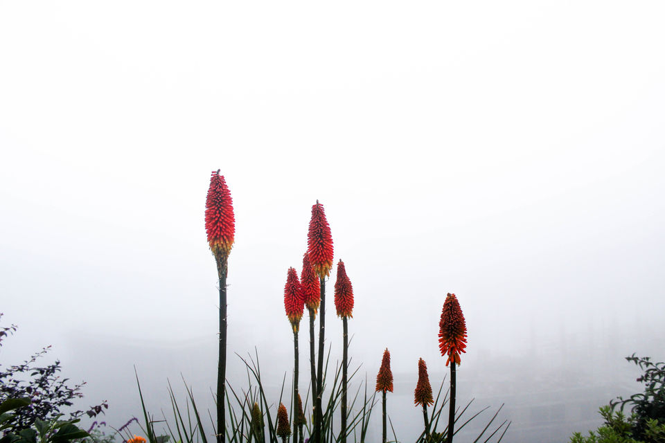 Photo of Untouched and Secluded: Kalimpong and Lava 2/11 by Debasish Mishra