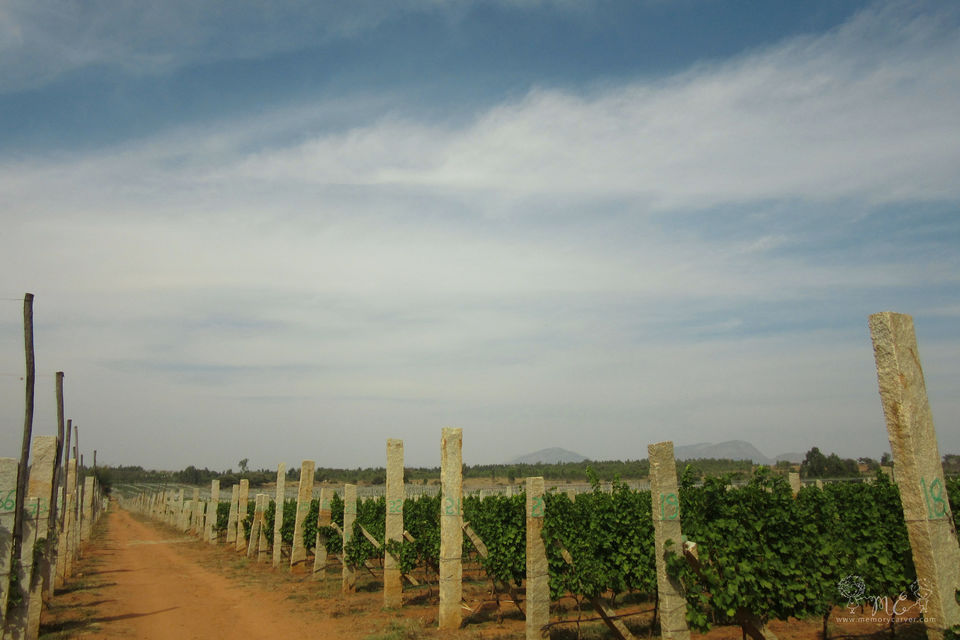 Photo of On a trail to unveil some di'VINE' wines: A trip to Grover Zampa 2/4 by Memory carver