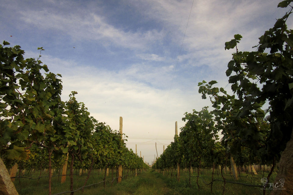 Photo of On a trail to unveil some di'VINE' wines: A trip to Grover Zampa 3/4 by Memory carver