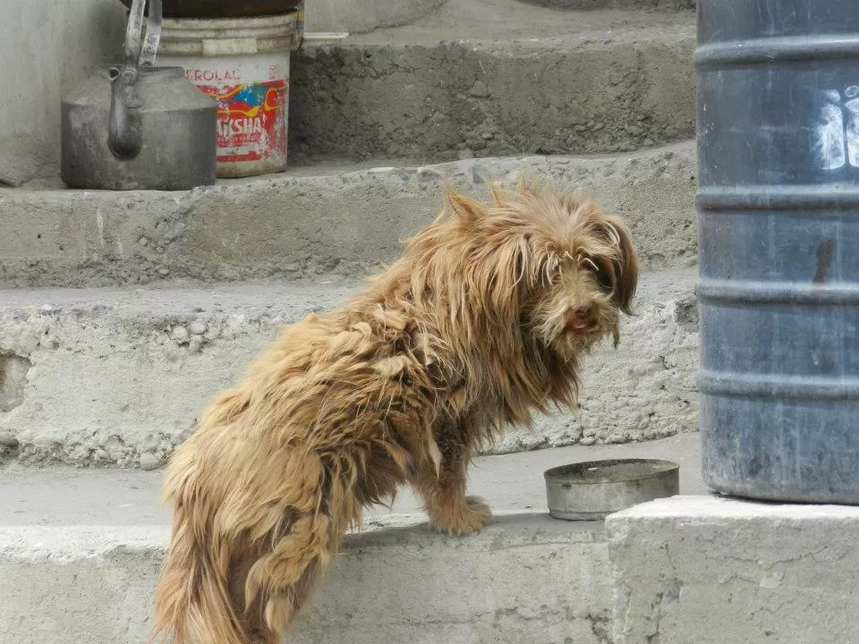 Photo of LEH LADAKH (NORTHERN RANGE TREK N TOUR), Leh by Tejaswa Gavankar