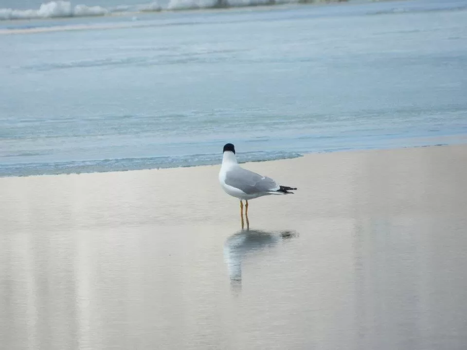 Photo of Pangong Tso by Tejaswa Gavankar
