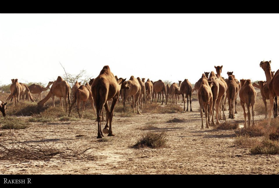 Photo of Rann of Kutch, Kutch, Gujarat, India by Rakesh Rajan