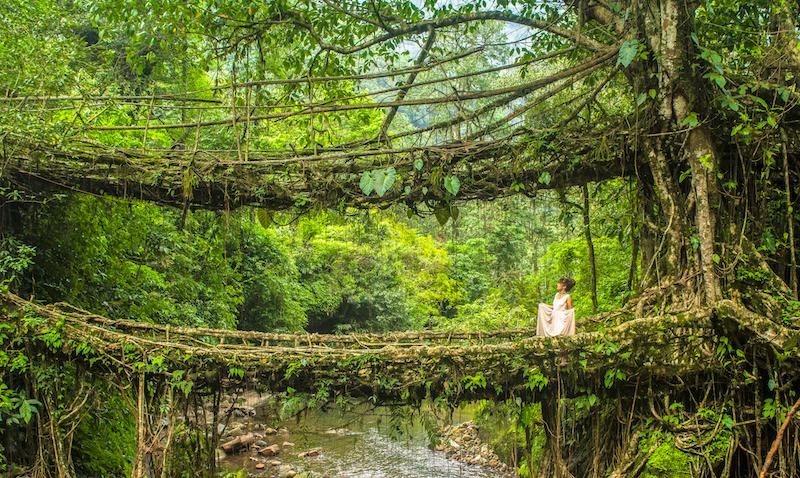 Photo of The Ultimate Guide To Cherrapunji: Discover Spectacular Waterfalls & Living Root Bridges by Jili M. Wanderess