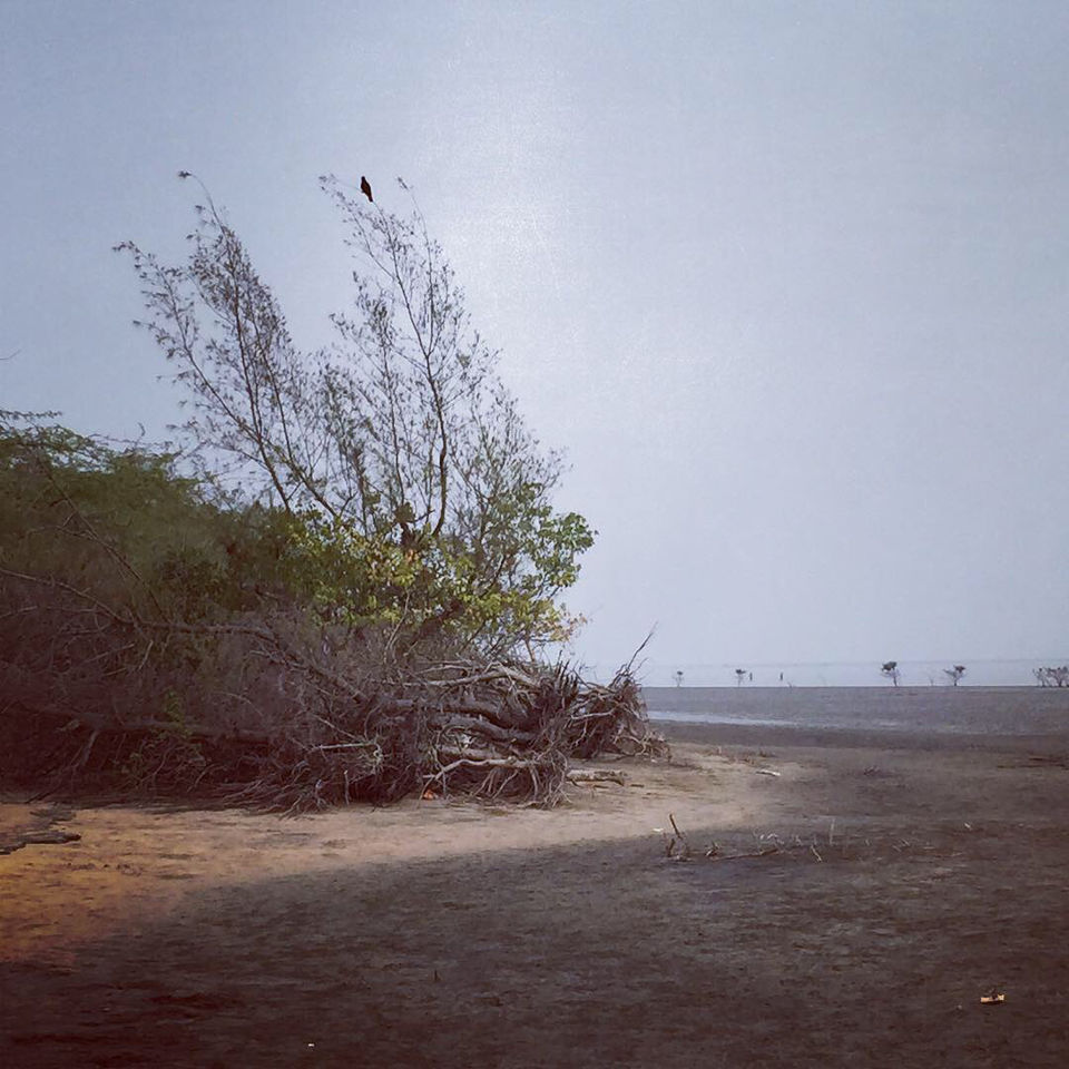 Photo of Bichitrapur - Taste Of Tranquility by Aritra Sardar
