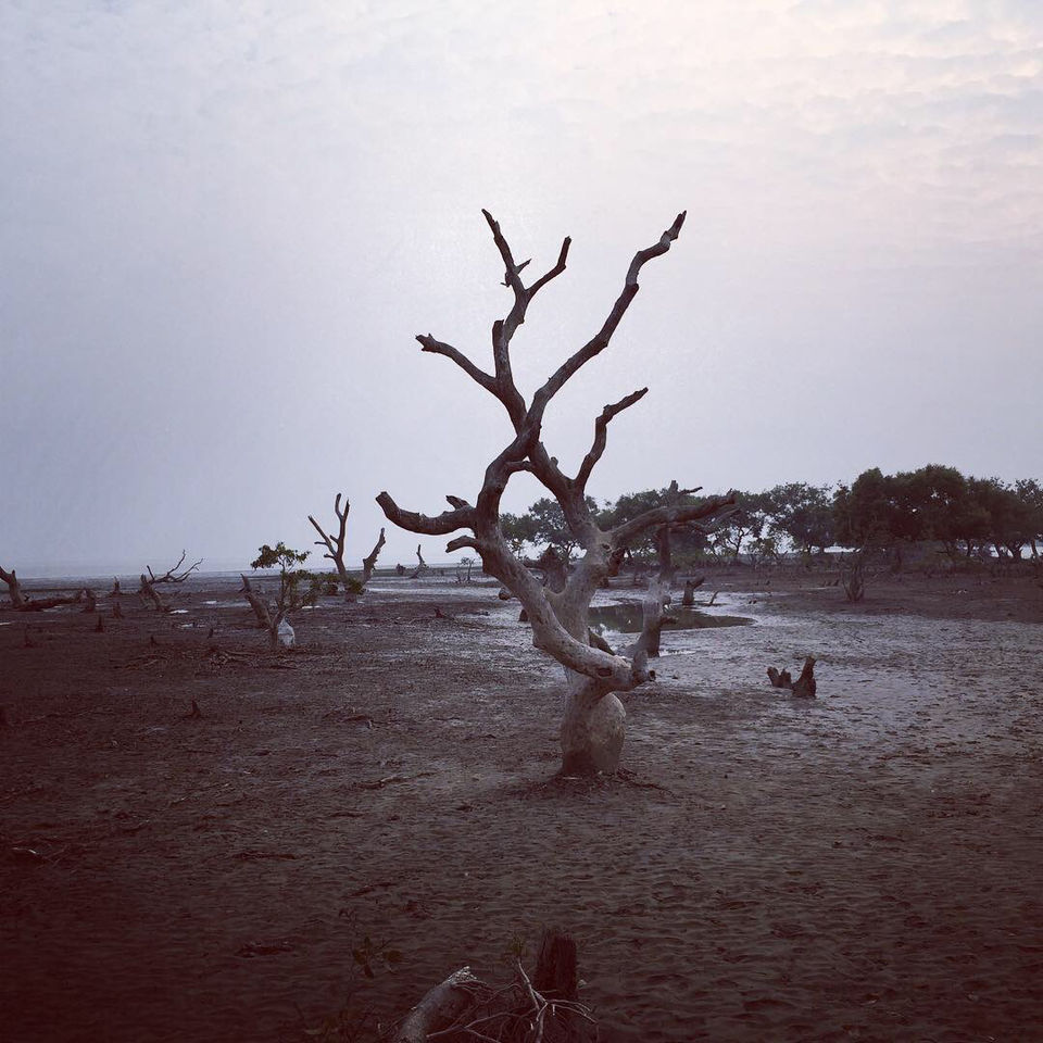 Photo of Bichitrapur - Taste Of Tranquility by Aritra Sardar