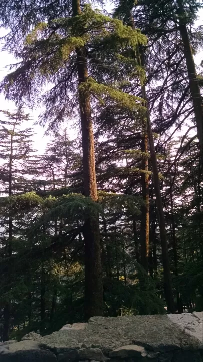 Photo of Shimla by Amruta Shroff