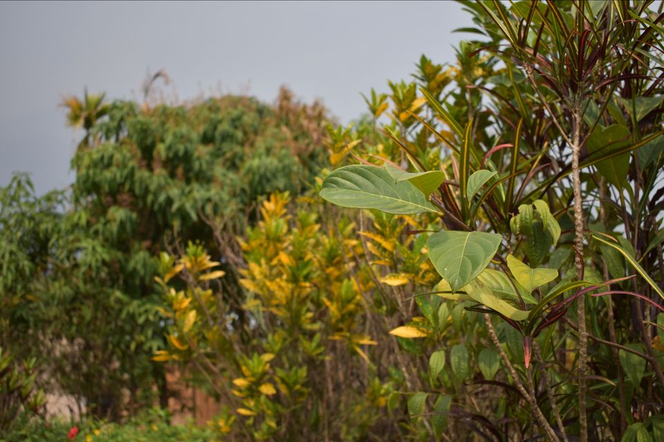 Photo of Mawlynnong, Meghalaya, India by shadesof_anmol