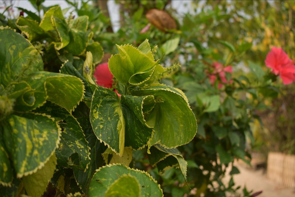 Photo of Mawlynnong, Meghalaya, India by shadesof_anmol