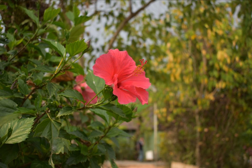 Photo of Mawlynnong, Meghalaya, India by shadesof_anmol