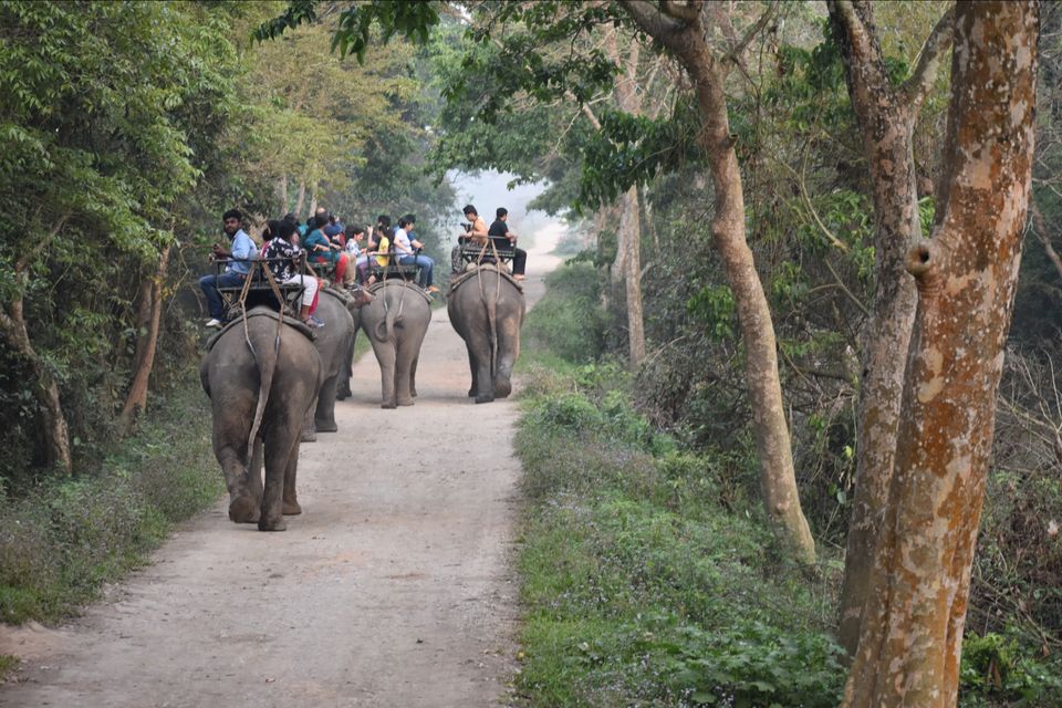 Photo of Nature Hunt Eco Camp Kaziranga, Golaghat, No.1 Kohora, Assam, India by shadesof_anmol
