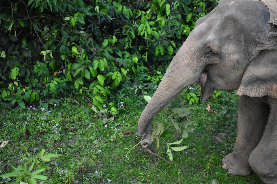 Photo of Nature Hunt Eco Camp Kaziranga, Golaghat, No.1 Kohora, Assam, India by shadesof_anmol