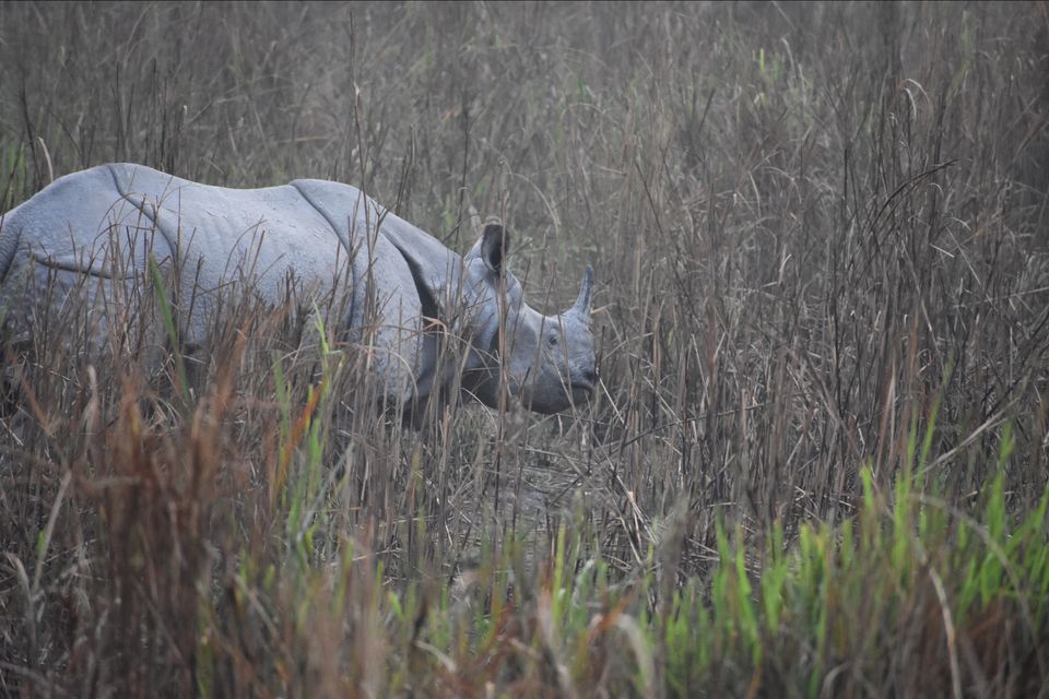 Photo of Nature Hunt Eco Camp Kaziranga, Golaghat, No.1 Kohora, Assam, India by shadesof_anmol