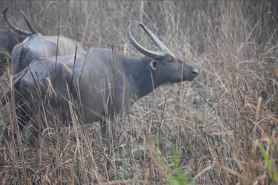 Photo of Nature Hunt Eco Camp Kaziranga, Golaghat, No.1 Kohora, Assam, India by shadesof_anmol