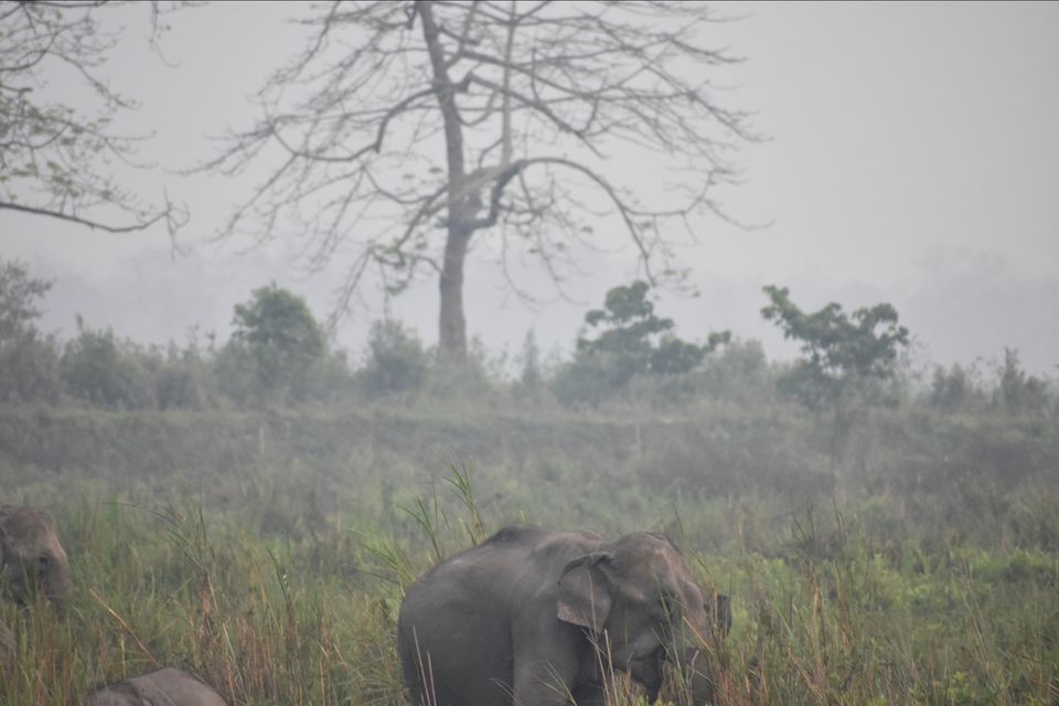 Photo of Nature Hunt Eco Camp Kaziranga, Golaghat, No.1 Kohora, Assam, India by shadesof_anmol