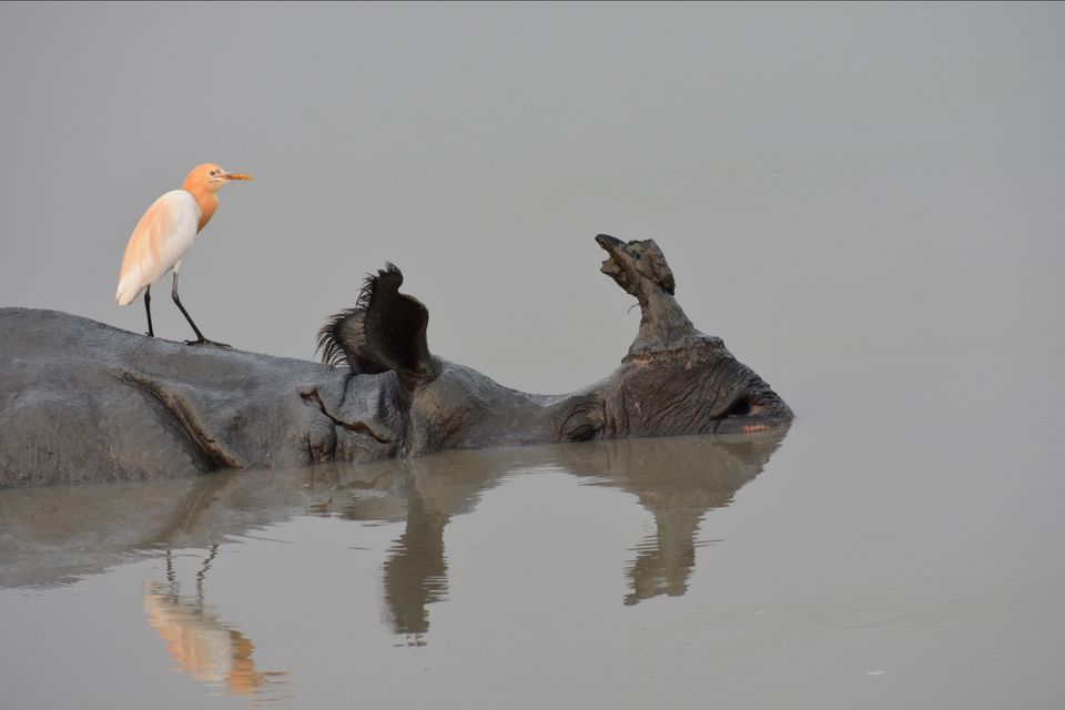 Photo of Nature Hunt Eco Camp Kaziranga, Golaghat, No.1 Kohora, Assam, India by shadesof_anmol