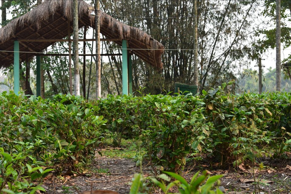Photo of Nature Hunt Eco Camp Kaziranga, Golaghat, No.1 Kohora, Assam, India by shadesof_anmol