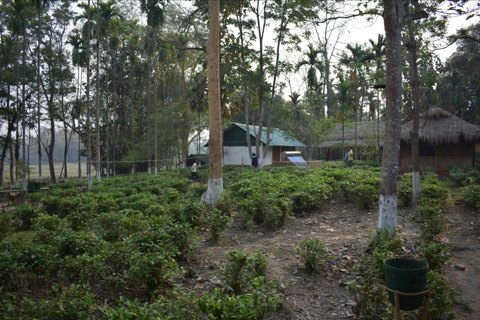 Photo of Nature Hunt Eco Camp Kaziranga, Golaghat, No.1 Kohora, Assam, India by shadesof_anmol