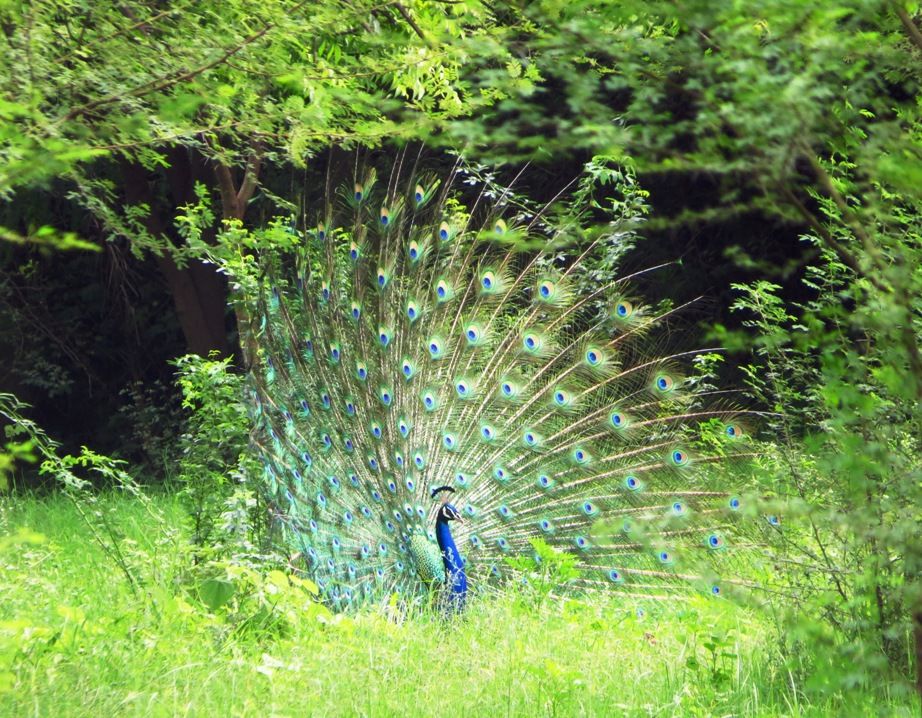 Photo of Shahpura: The Place of Birds in Rajasthan 1/13 by Nishant Tyagi