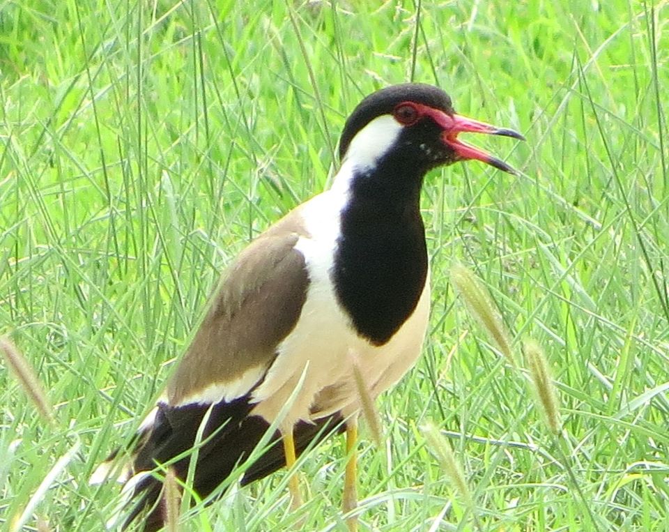 Photo of Shahpura: The Place of Birds in Rajasthan 3/13 by Nishant Tyagi