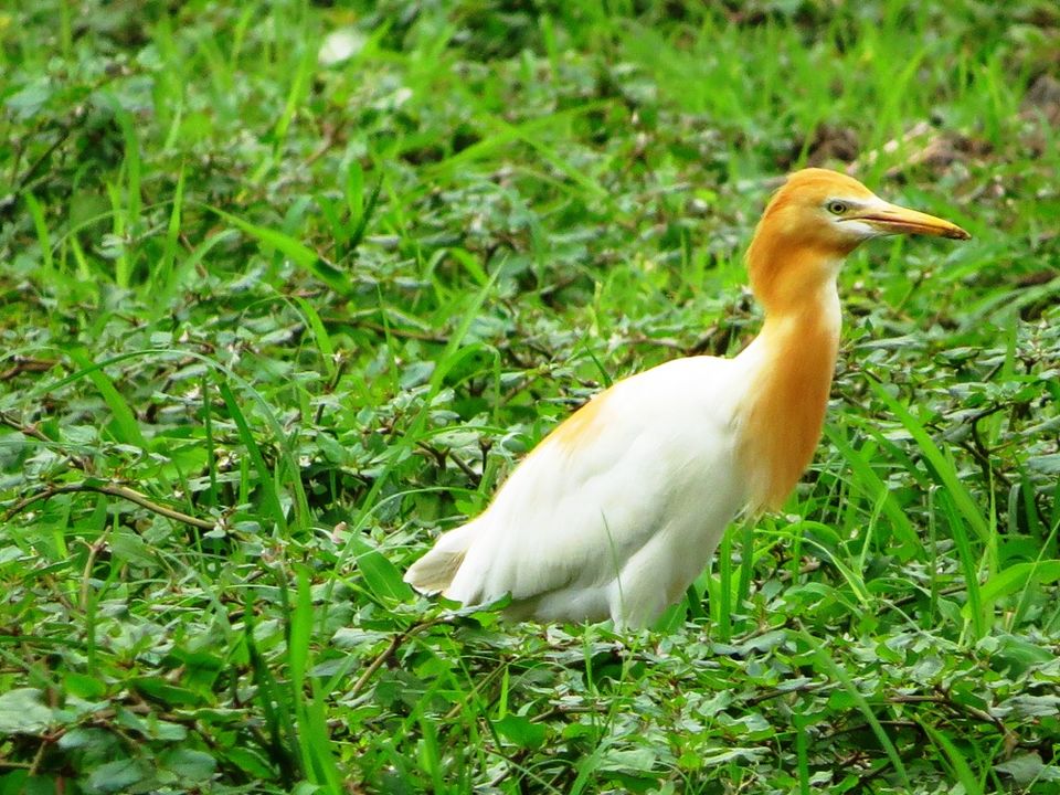 Photo of Shahpura: The Place of Birds in Rajasthan 4/13 by Nishant Tyagi