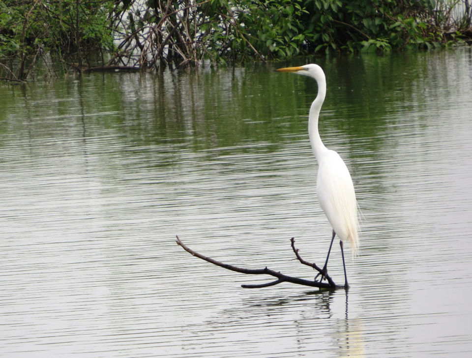 Photo of Shahpura: The Place of Birds in Rajasthan 5/13 by Nishant Tyagi