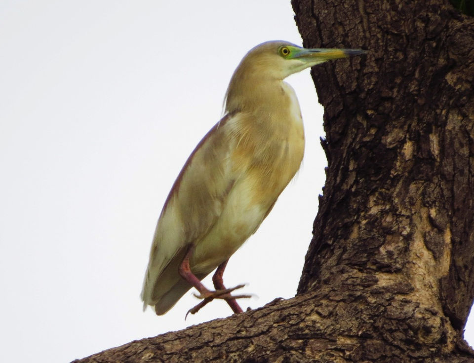 Photo of Shahpura: The Place of Birds in Rajasthan 6/13 by Nishant Tyagi