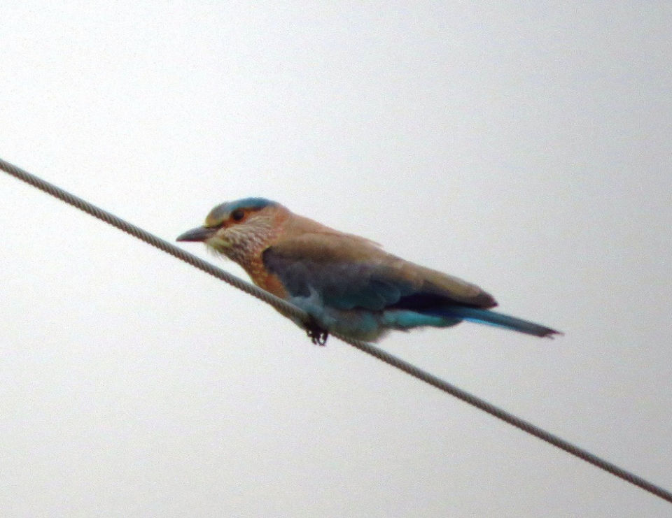 Photo of Shahpura: The Place of Birds in Rajasthan 7/13 by Nishant Tyagi