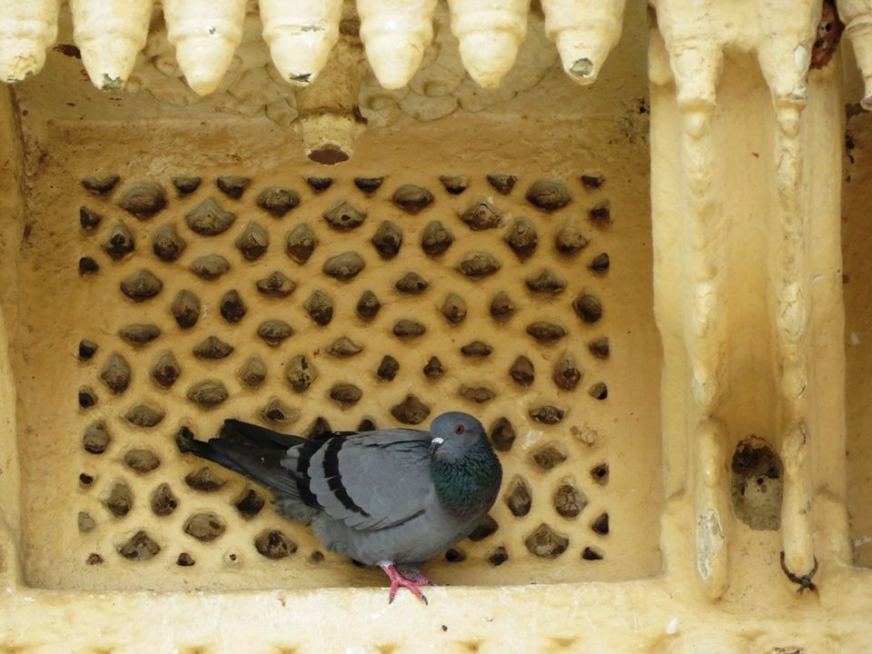 Photo of Shahpura: The Place of Birds in Rajasthan 8/13 by Nishant Tyagi