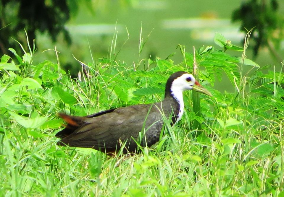 Photo of Shahpura: The Place of Birds in Rajasthan 9/13 by Nishant Tyagi