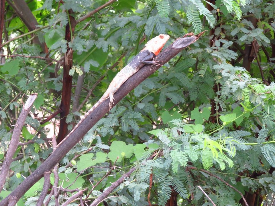 Photo of Shahpura: The Place of Birds in Rajasthan 13/13 by Nishant Tyagi
