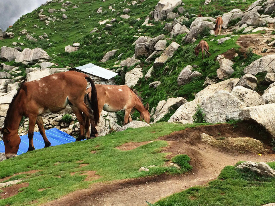 Photo of Triund in Pictures- A Photo Blog 3/7 by Nishant Tyagi