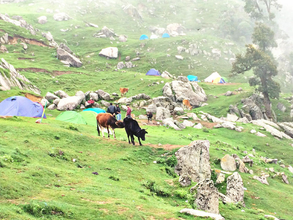 Photo of Triund in Pictures- A Photo Blog 5/7 by Nishant Tyagi