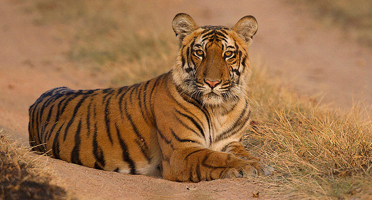 Photo of A Short Blog on Wildlife Places in Uttarakhand 1/28 by Nishant Tyagi