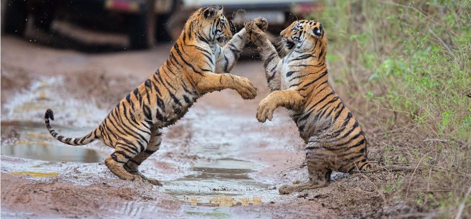Photo of A Short Blog on Wildlife Places in Uttarakhand 2/28 by Nishant Tyagi