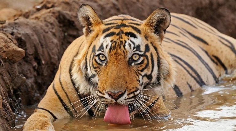 Photo of A Short Blog on Wildlife Places in Uttarakhand 3/28 by Nishant Tyagi