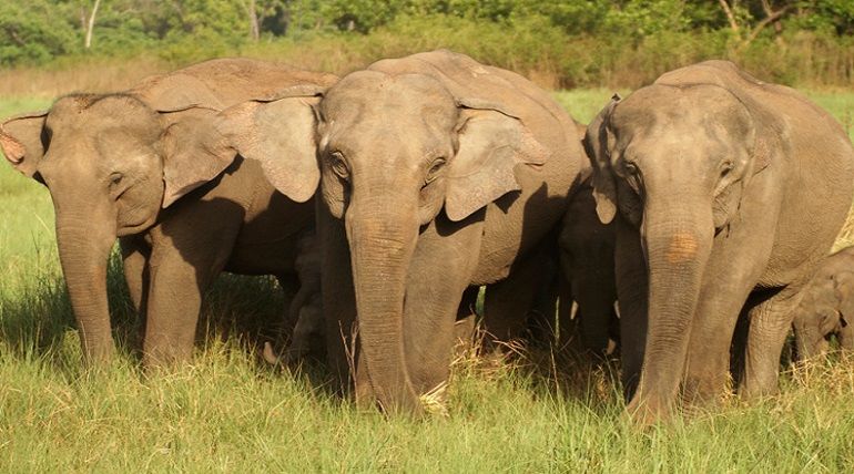 Photo of A Short Blog on Wildlife Places in Uttarakhand by Nishant Tyagi