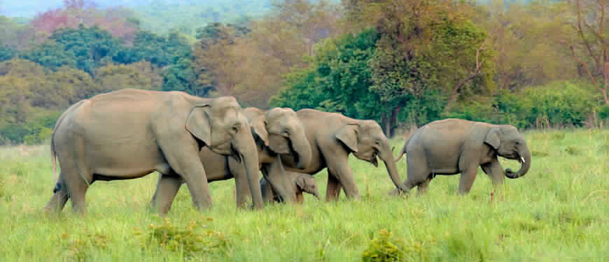 Photo of A Short Blog on Wildlife Places in Uttarakhand 8/28 by Nishant Tyagi