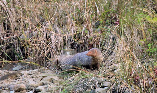 Photo of A Short Blog on Wildlife Places in Uttarakhand 15/28 by Nishant Tyagi