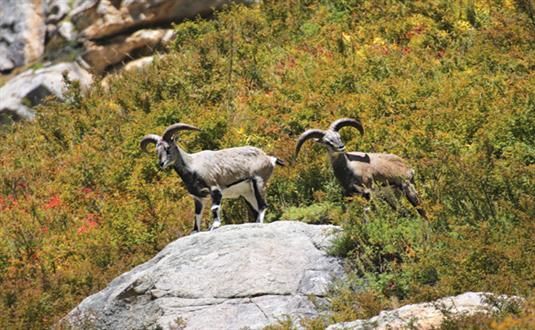 Photo of A Short Blog on Wildlife Places in Uttarakhand 18/28 by Nishant Tyagi