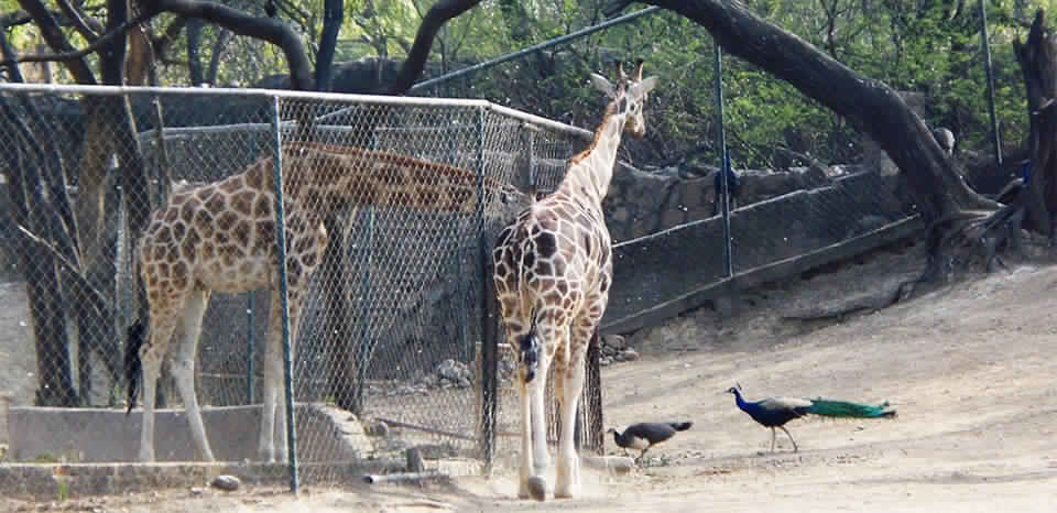 Photo of A Short Blog on Wildlife Places in Uttarakhand 25/28 by Nishant Tyagi