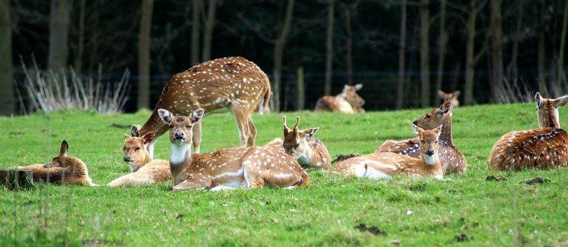 Photo of A Short Blog on Wildlife Places in Uttarakhand 27/28 by Nishant Tyagi