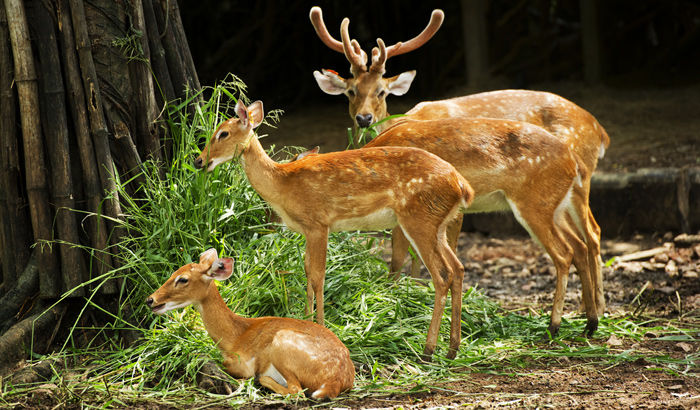 Photo of A Short Blog on Wildlife Places in Uttarakhand 28/28 by Nishant Tyagi