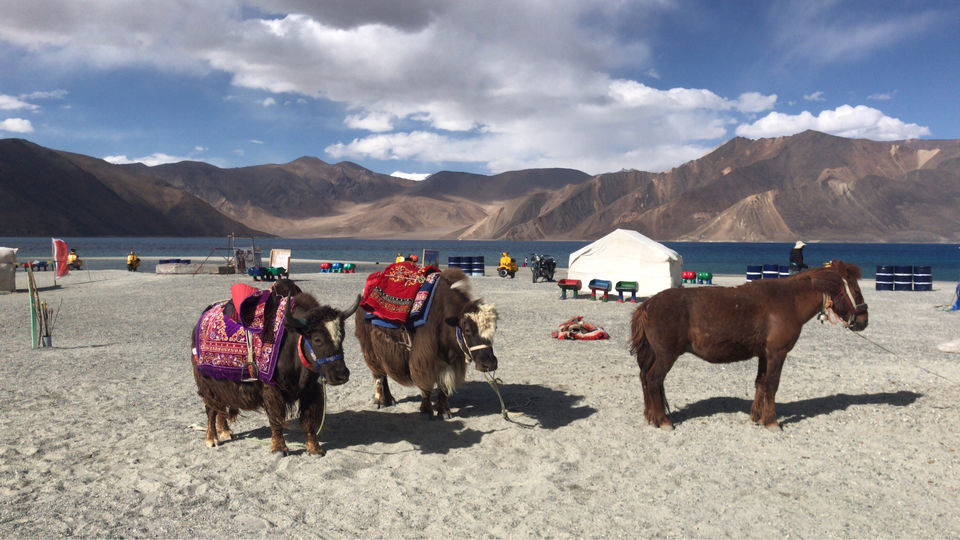 Photo of Leh-The road trip (12 Days) by Kanishk Daima