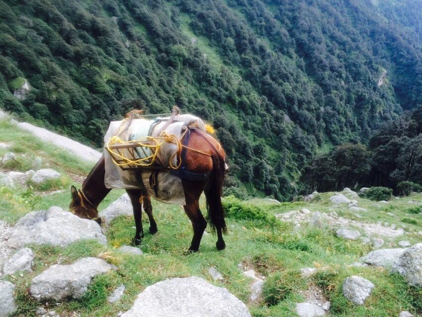 Photo of Triund Trek-Mcleodganj by Kanishk Daima