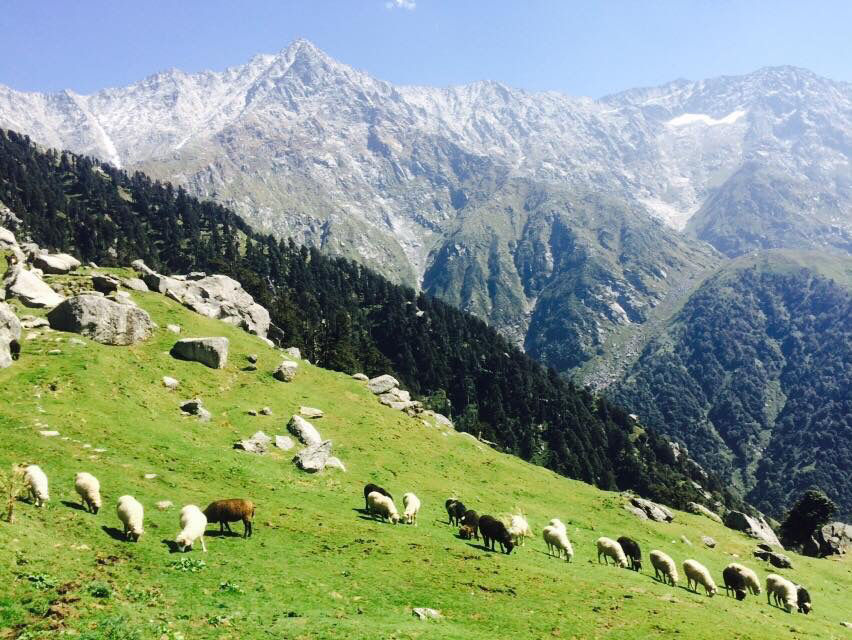 Photo of Triund Trek-Mcleodganj by Kanishk Daima