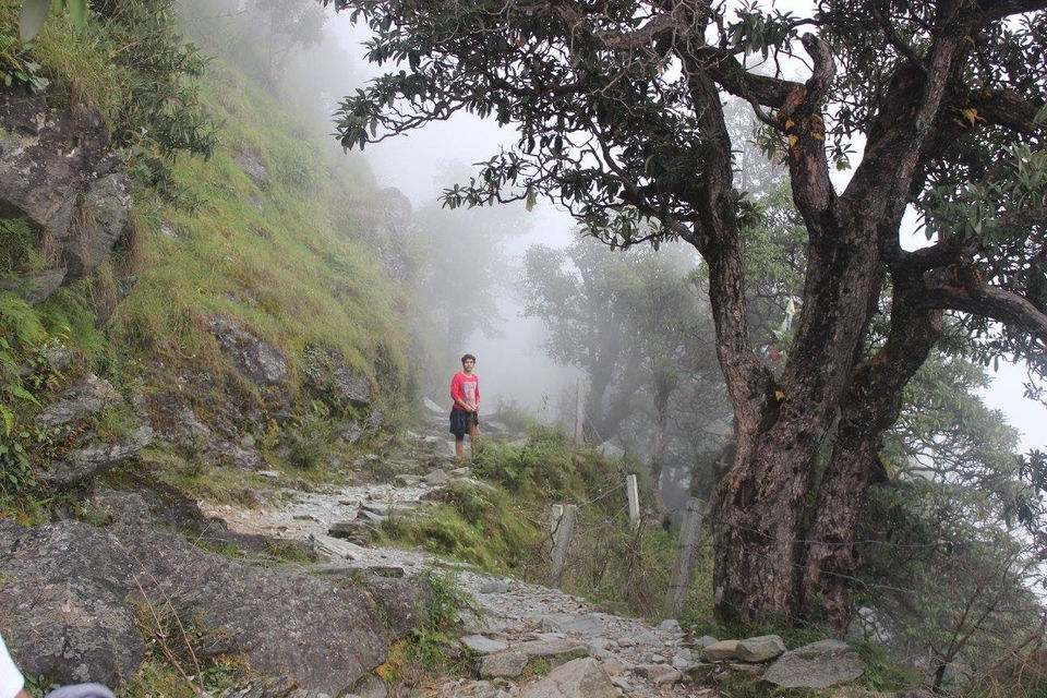 Photo of Triund Trek-Mcleodganj by Kanishk Daima